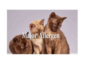 Major Allergens